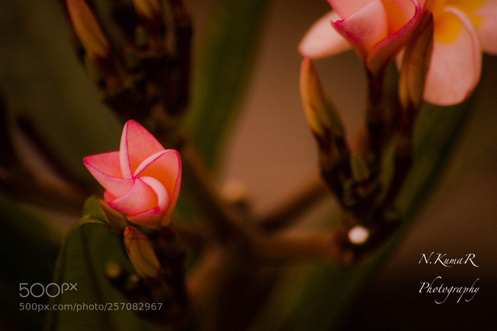 Nikon D5200 sample photo. Untitled photography