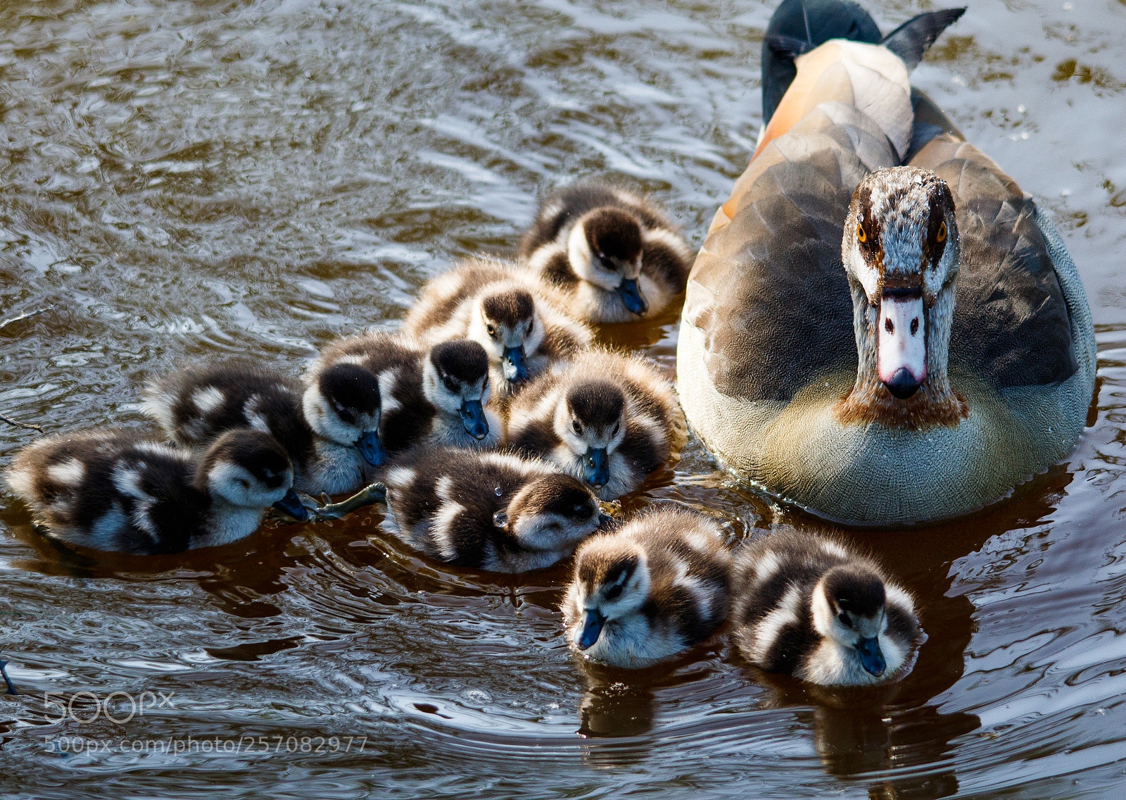 Canon EOS 7D Mark II sample photo. Goose and chicks photography