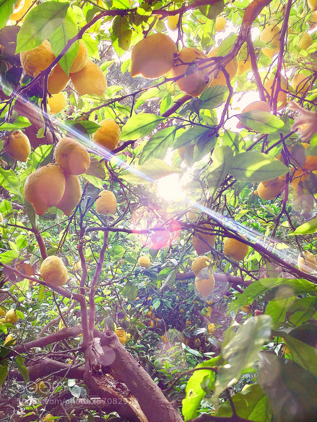 Apple iPhone 6 sample photo. Under the lemon tree photography