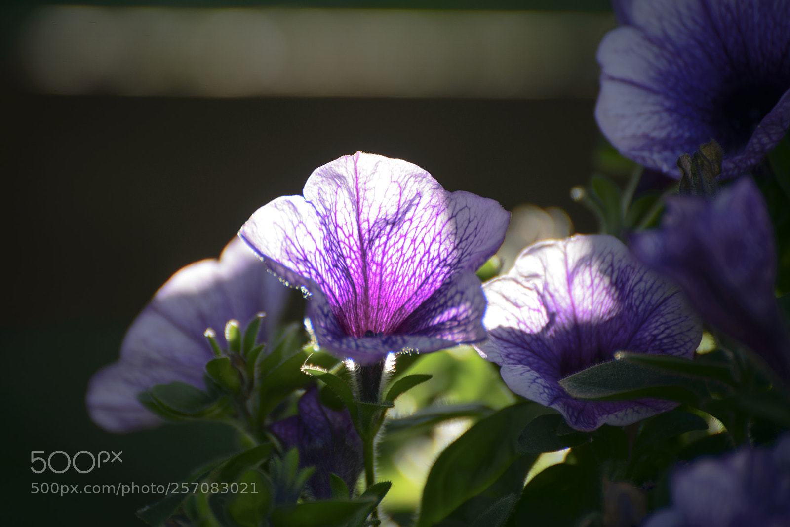 Nikon D800E sample photo. My garden 1 photography