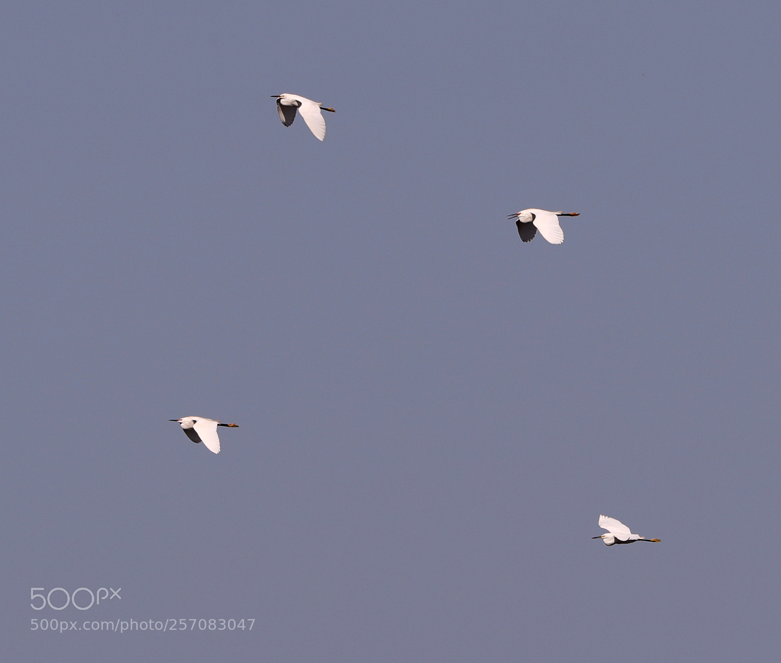 Canon EOS-1D X Mark II sample photo. 05-08-18-0016752.jpg photography