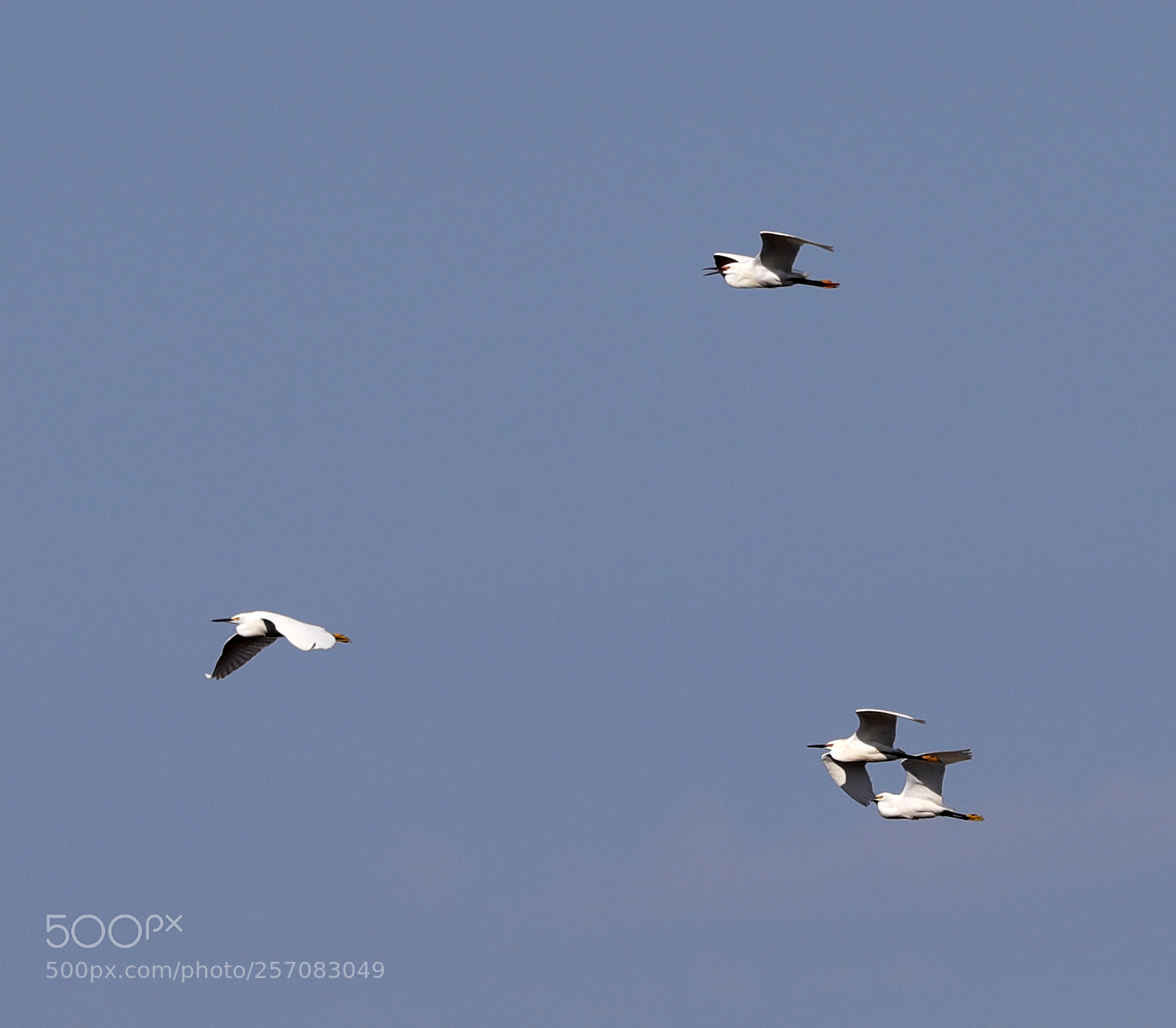 Canon EOS-1D X Mark II sample photo. 05-08-18-0016751.jpg photography
