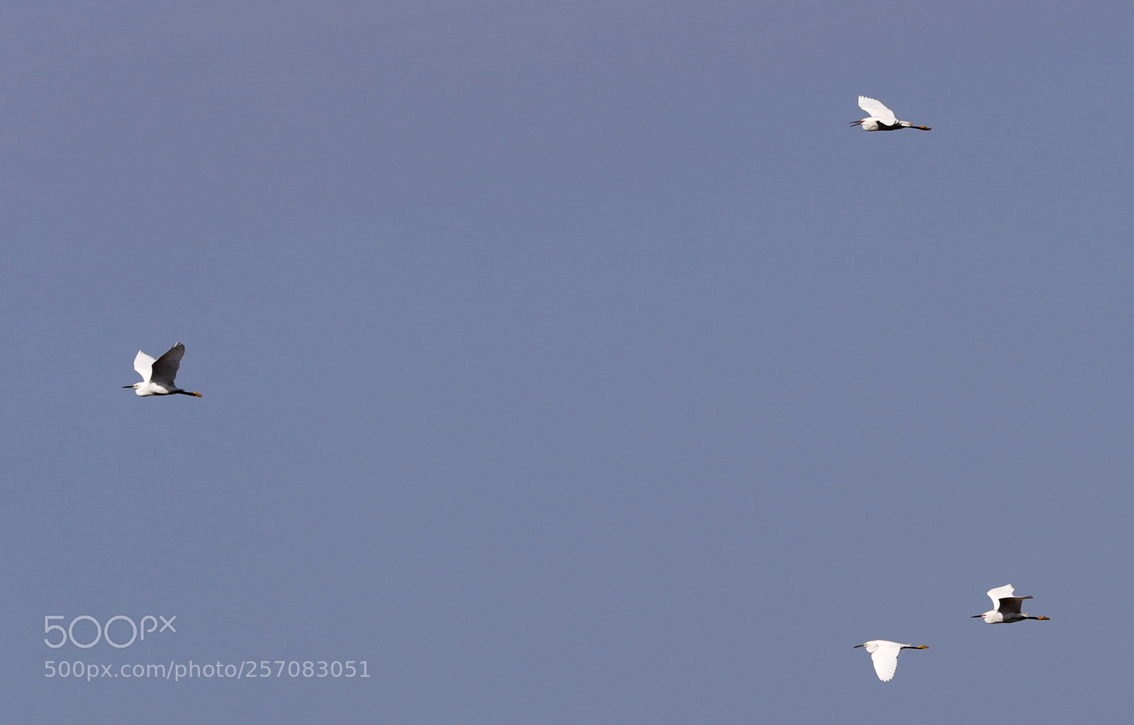 Canon EOS-1D X Mark II sample photo. 05-08-18-0016750.jpg photography