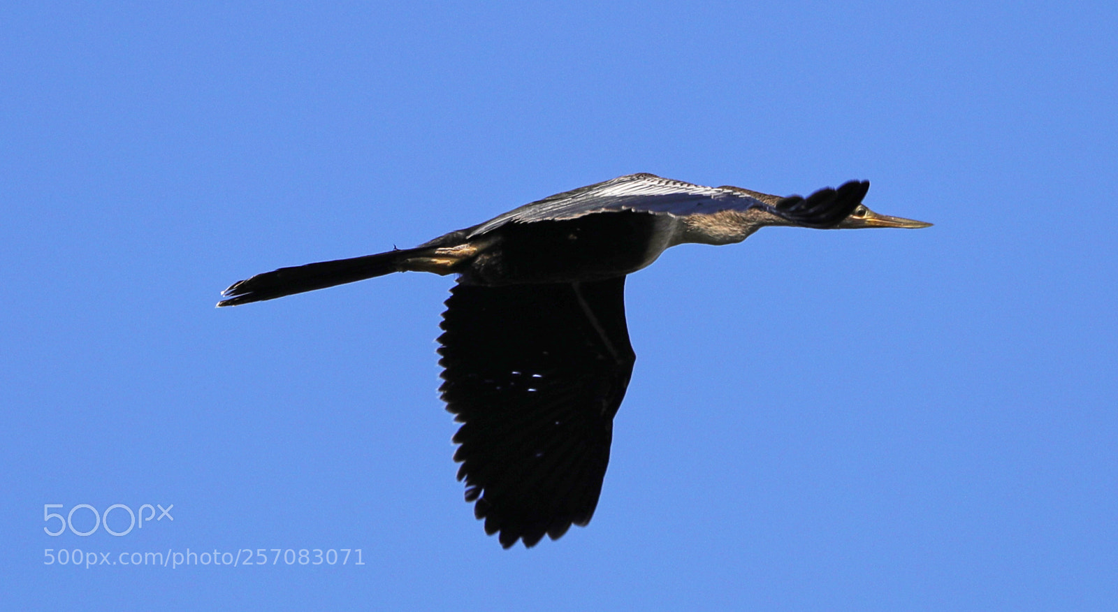 Canon EOS-1D X Mark II sample photo. 05-08-18-0016741.jpg photography