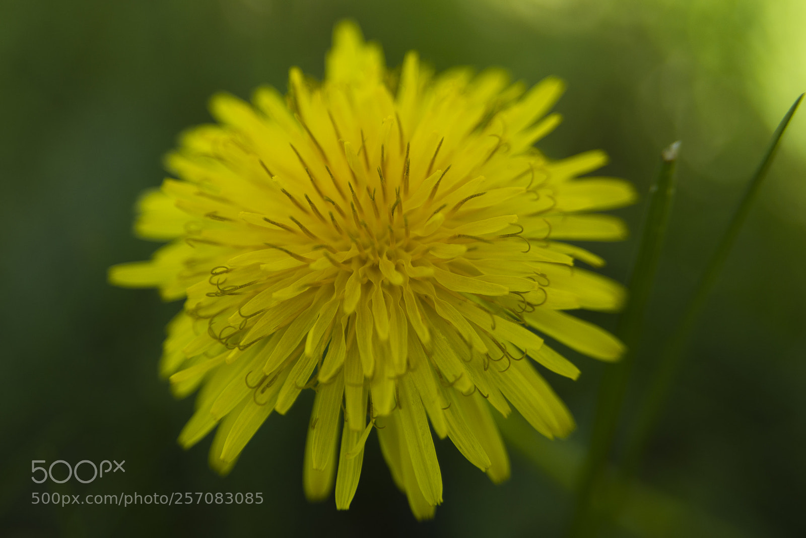 Nikon D800E sample photo. Flower 10 photography