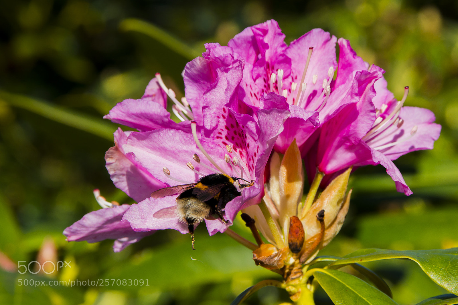 Nikon D800E sample photo. My garden 2 photography