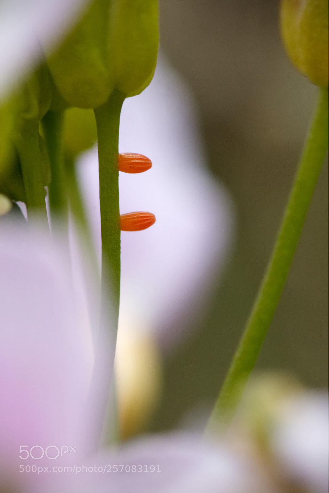 Canon EOS 70D sample photo. Two for the price photography