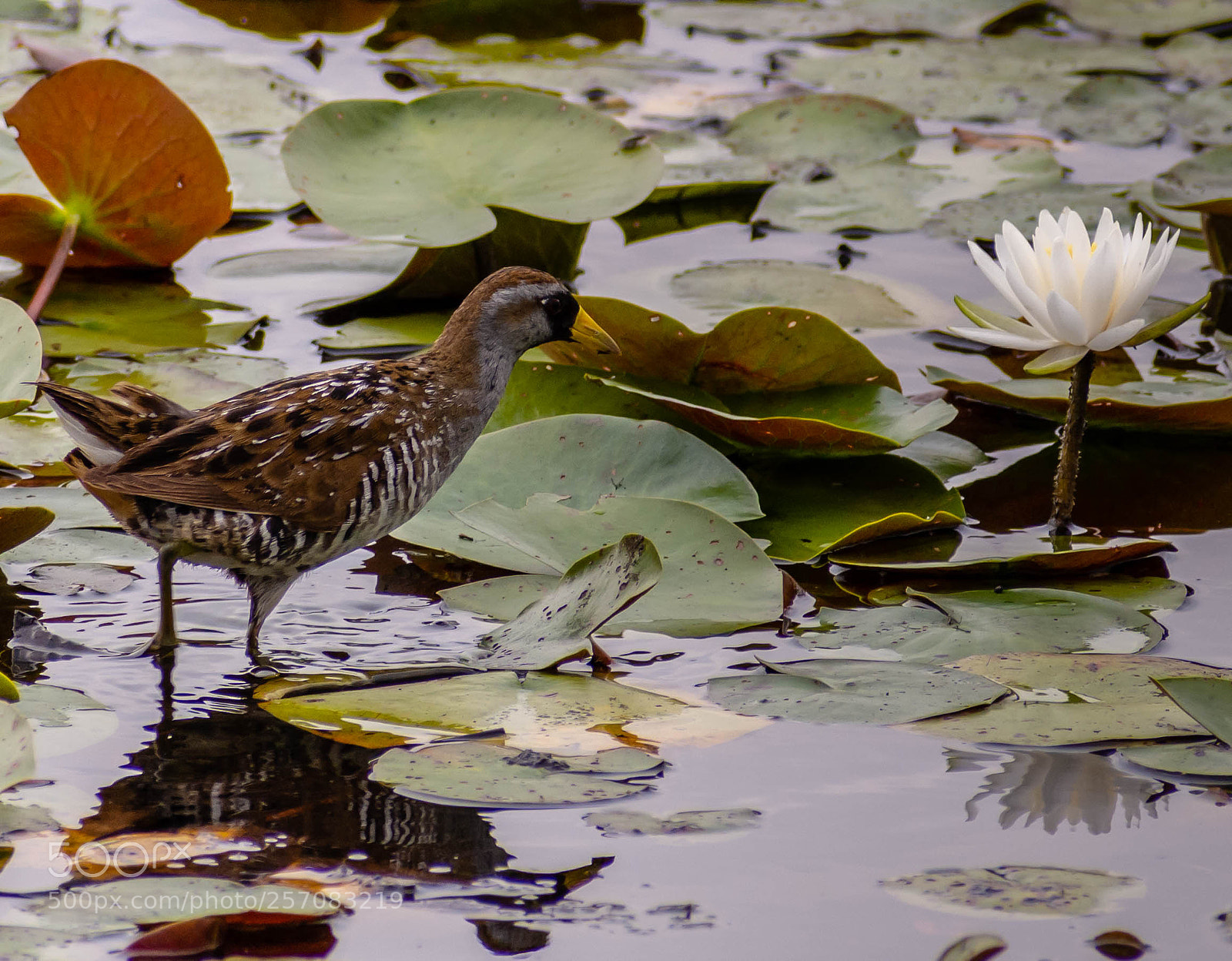 Nikon D7200 sample photo. Sora photography