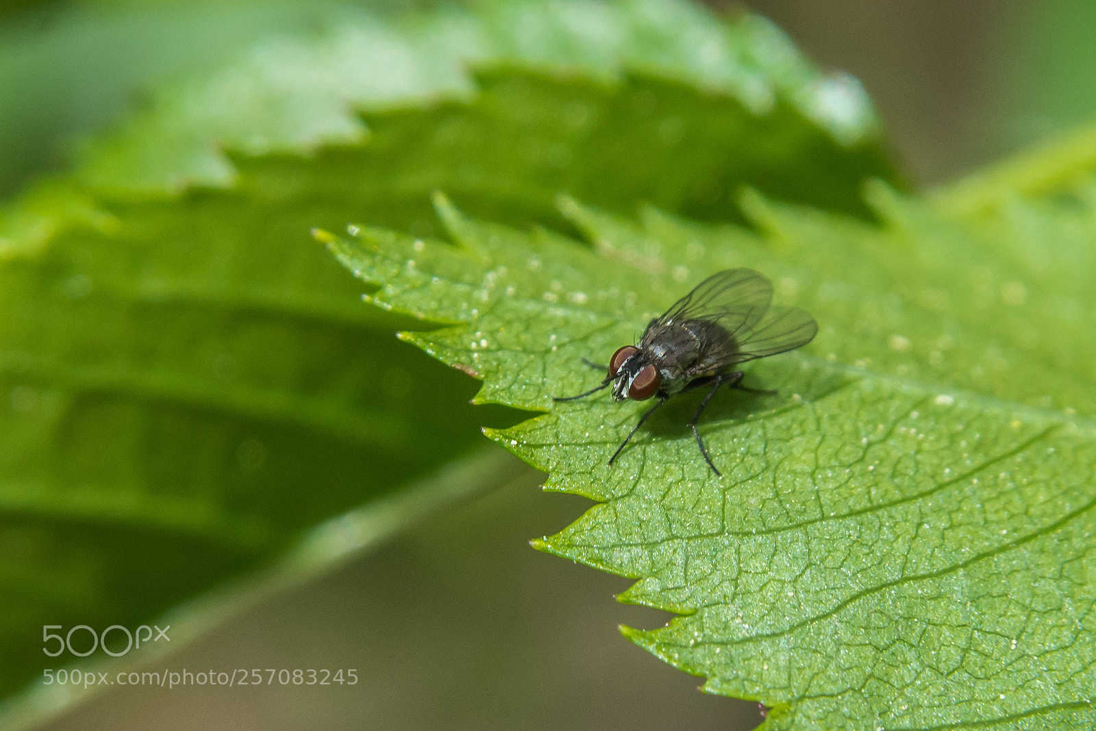 Nikon D7100 sample photo. Insect photography