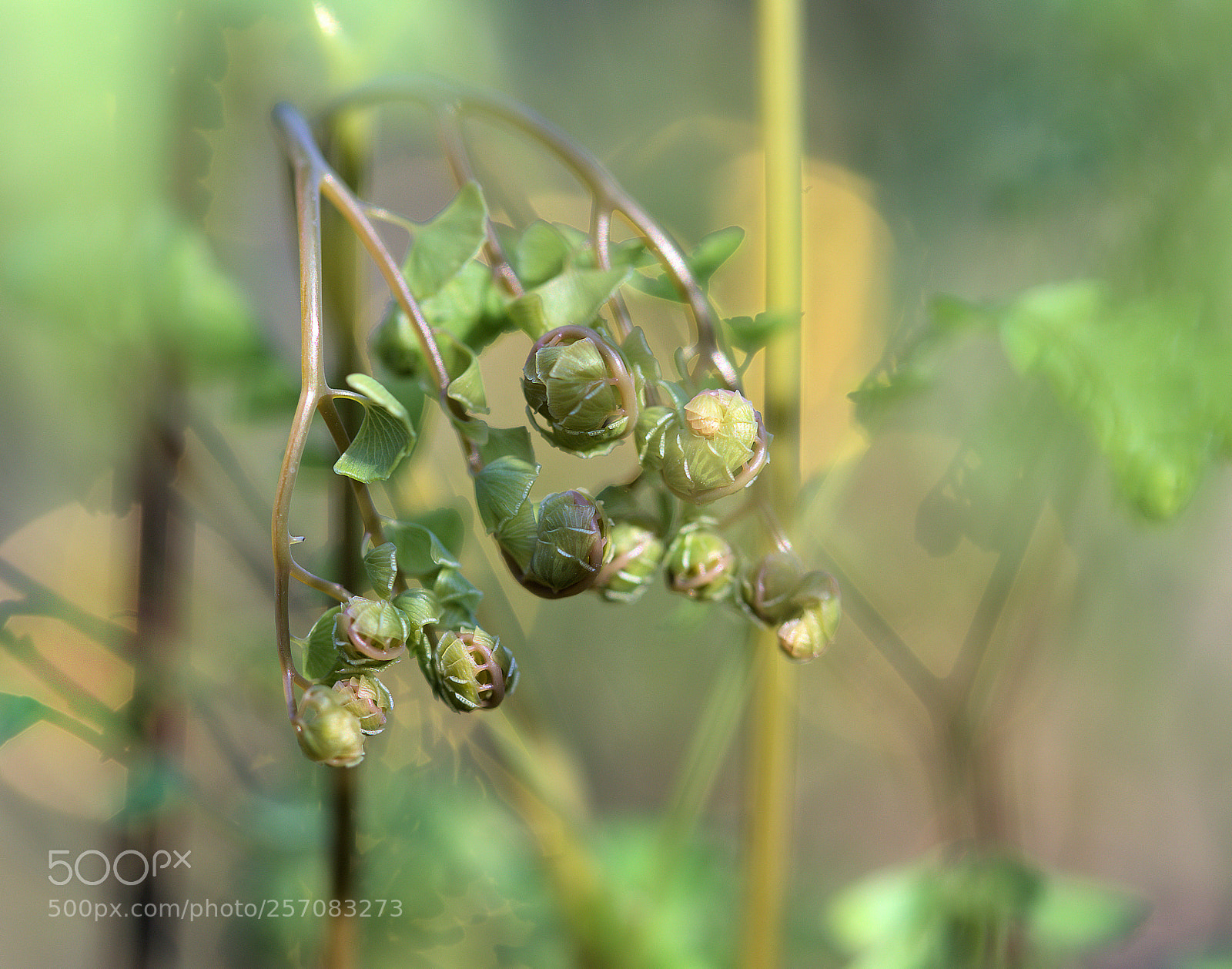 Canon EOS 6D sample photo. Unrolling maidenhair fern photography