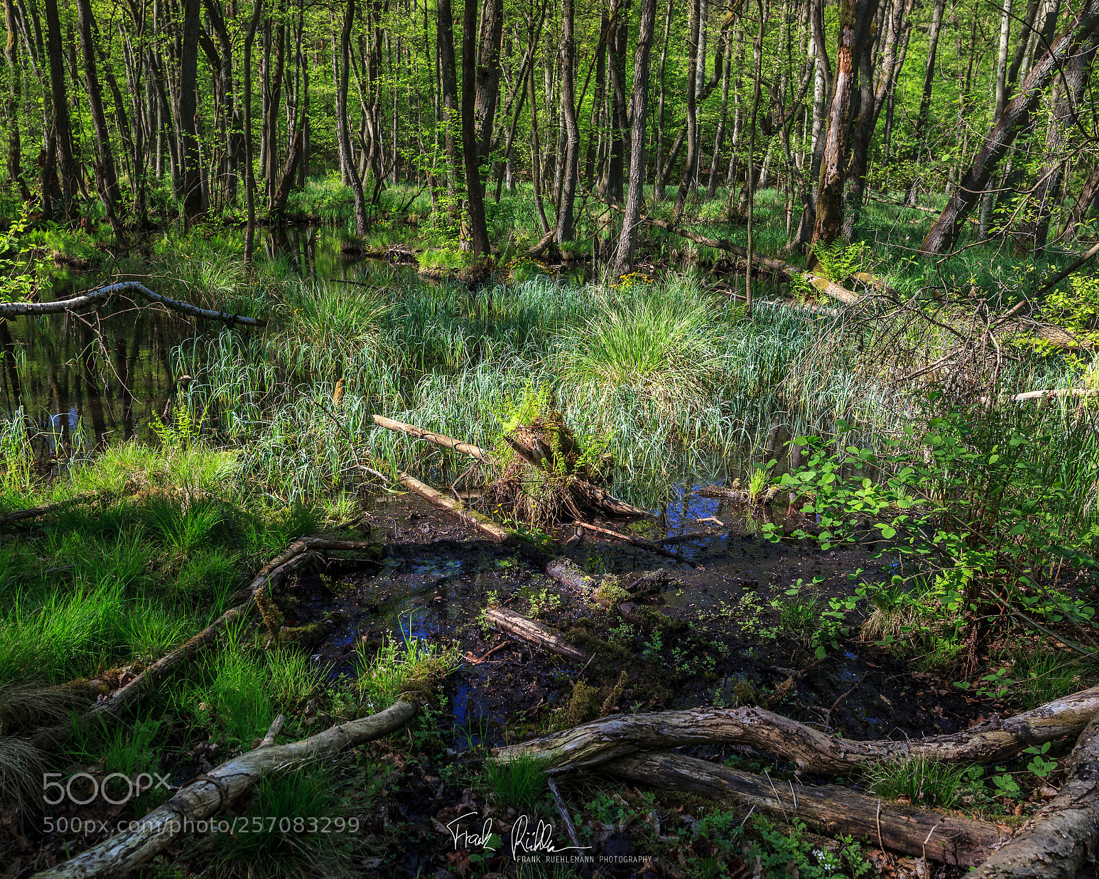 Canon EOS 5D Mark II sample photo. Walking through an moor photography
