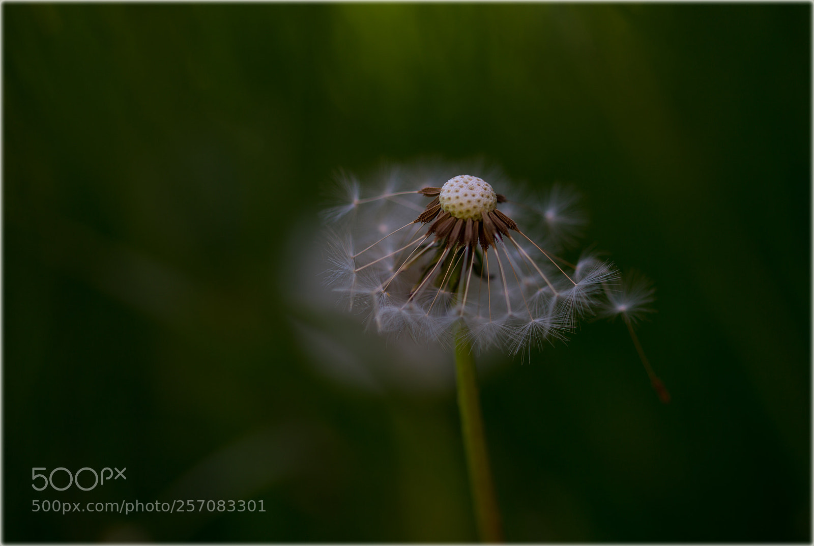 Canon EOS 6D sample photo. Dandelion photography