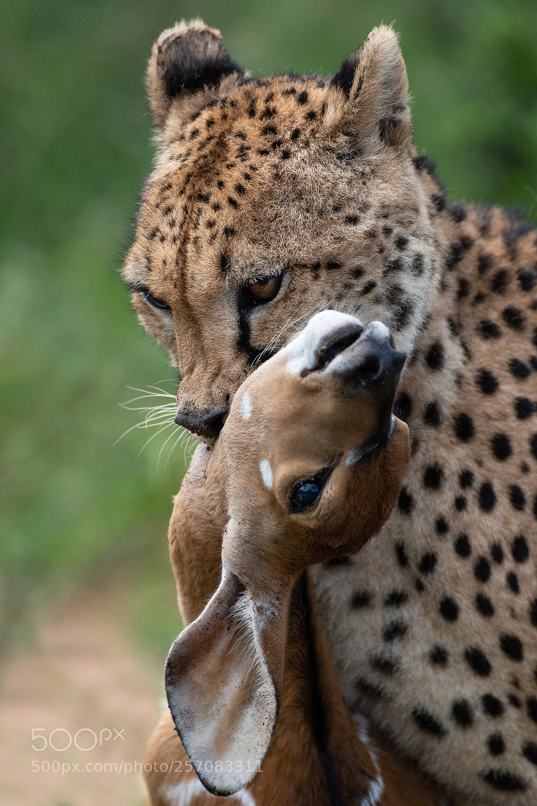Nikon D810 sample photo. Death grip photography