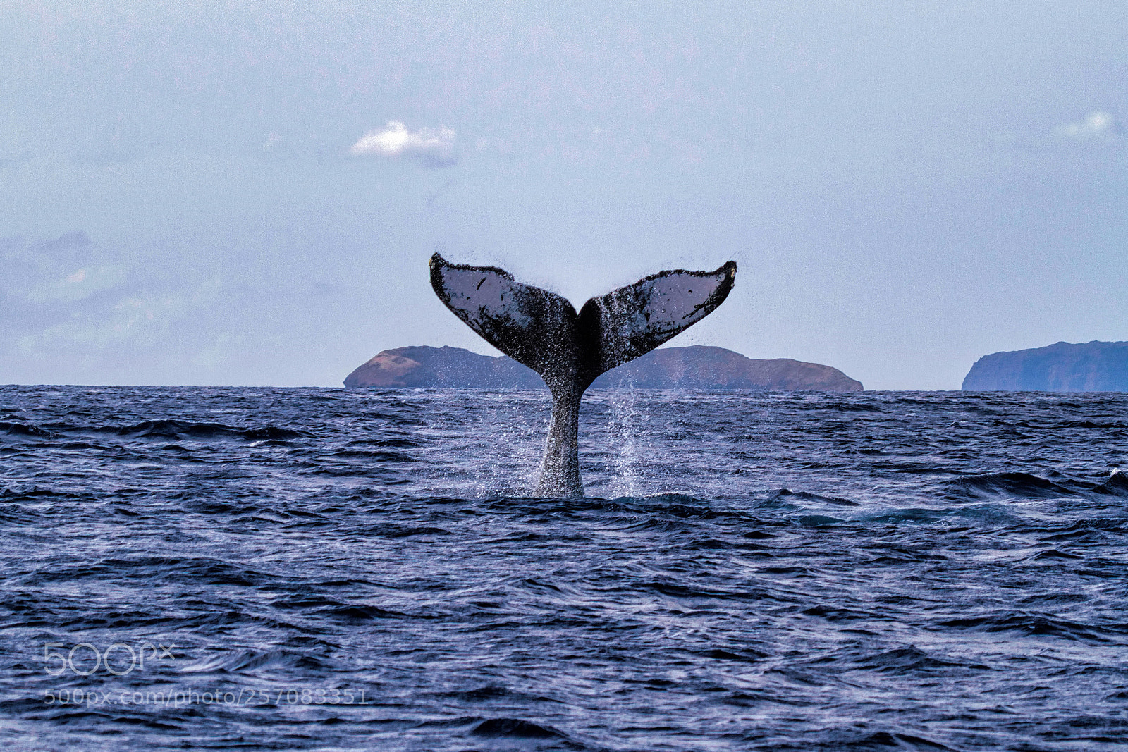 Canon EOS 7D sample photo. Humpback whale tail.  photography