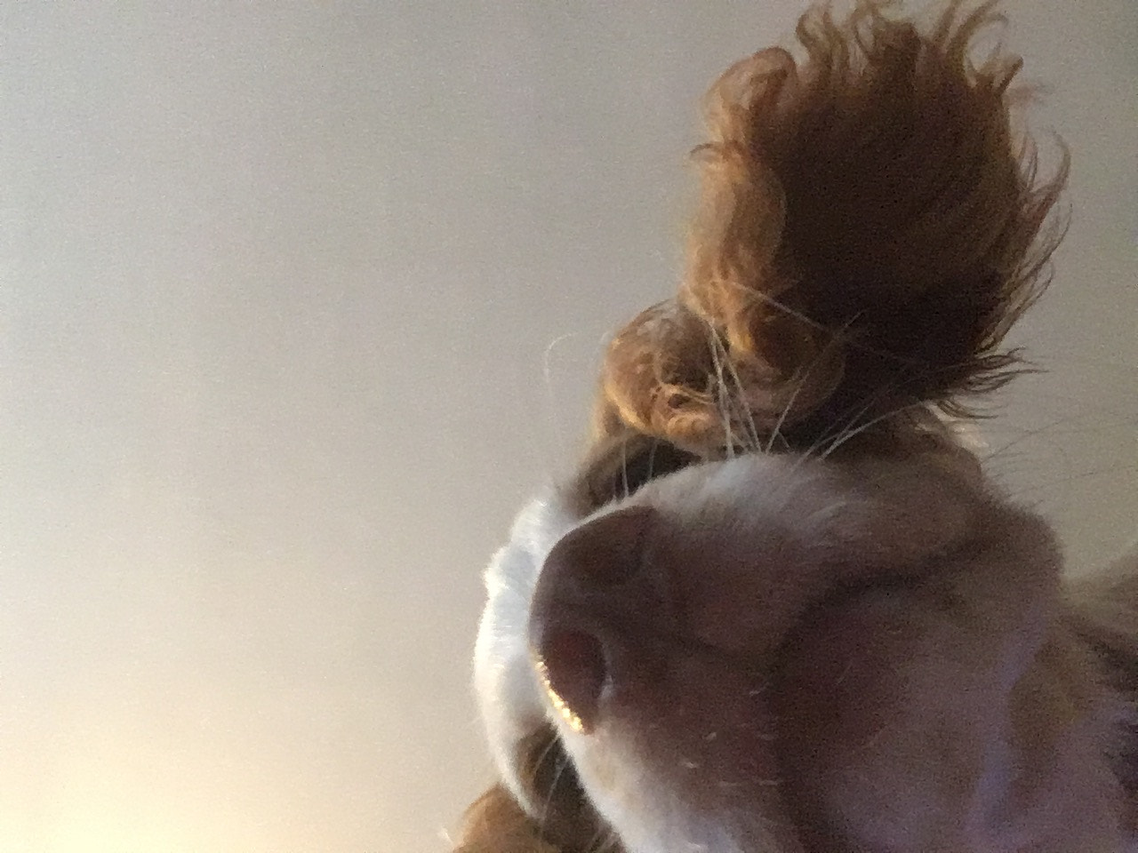 Apple iPad (5th generation) sample photo. Bug’s selfie photography