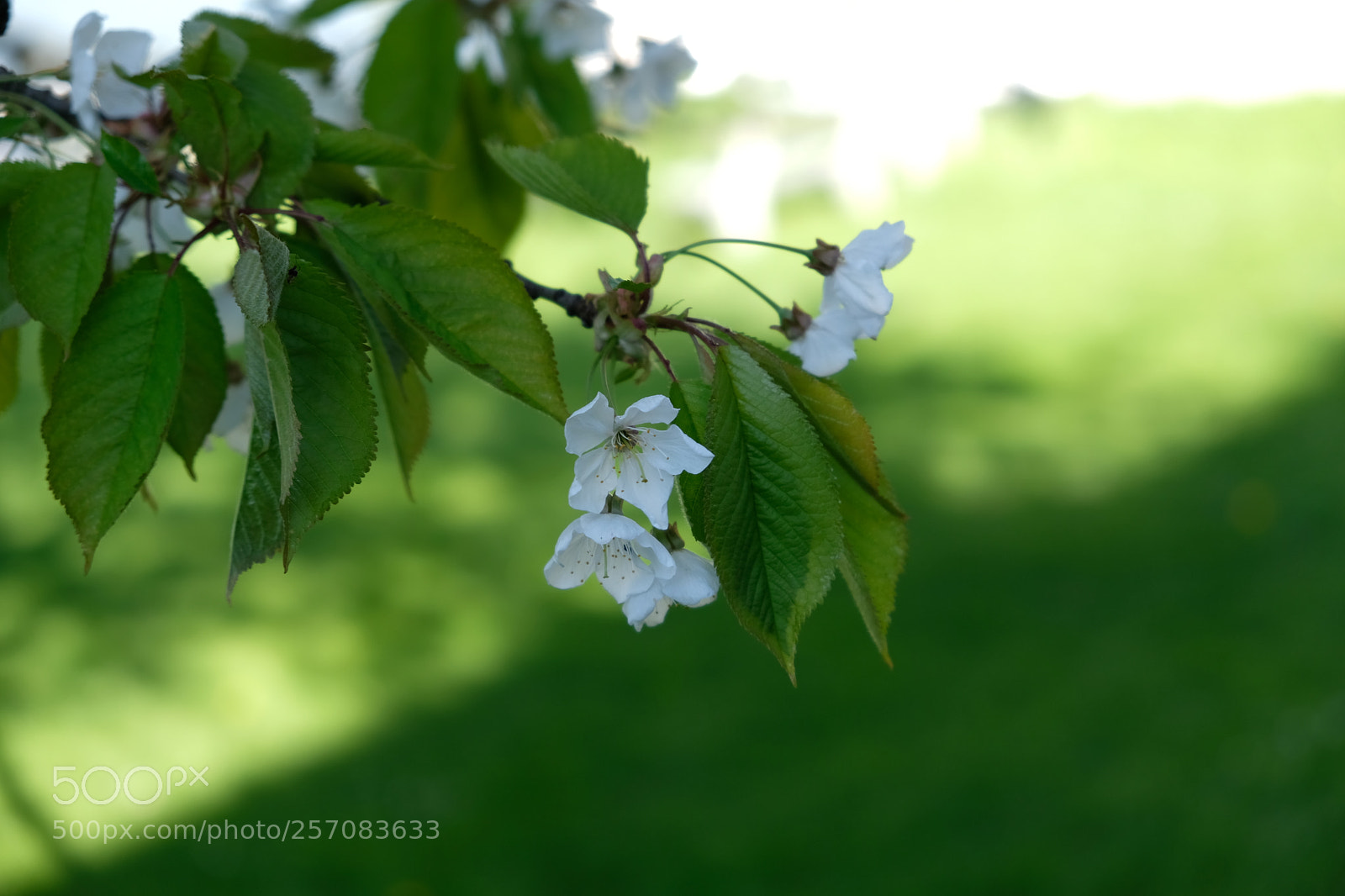 Fujifilm X-E3 sample photo. Green photography