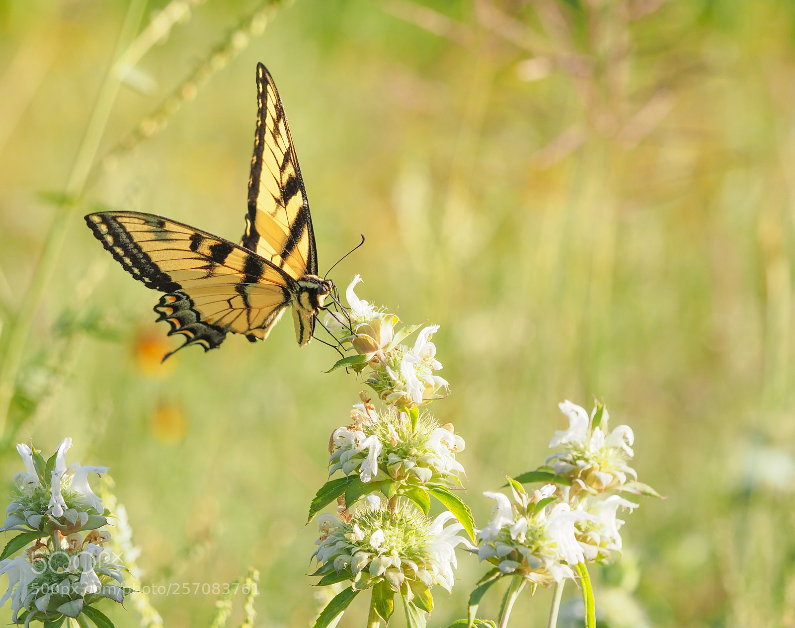 Olympus OM-D E-M1 Mark II sample photo. Butterfly photography