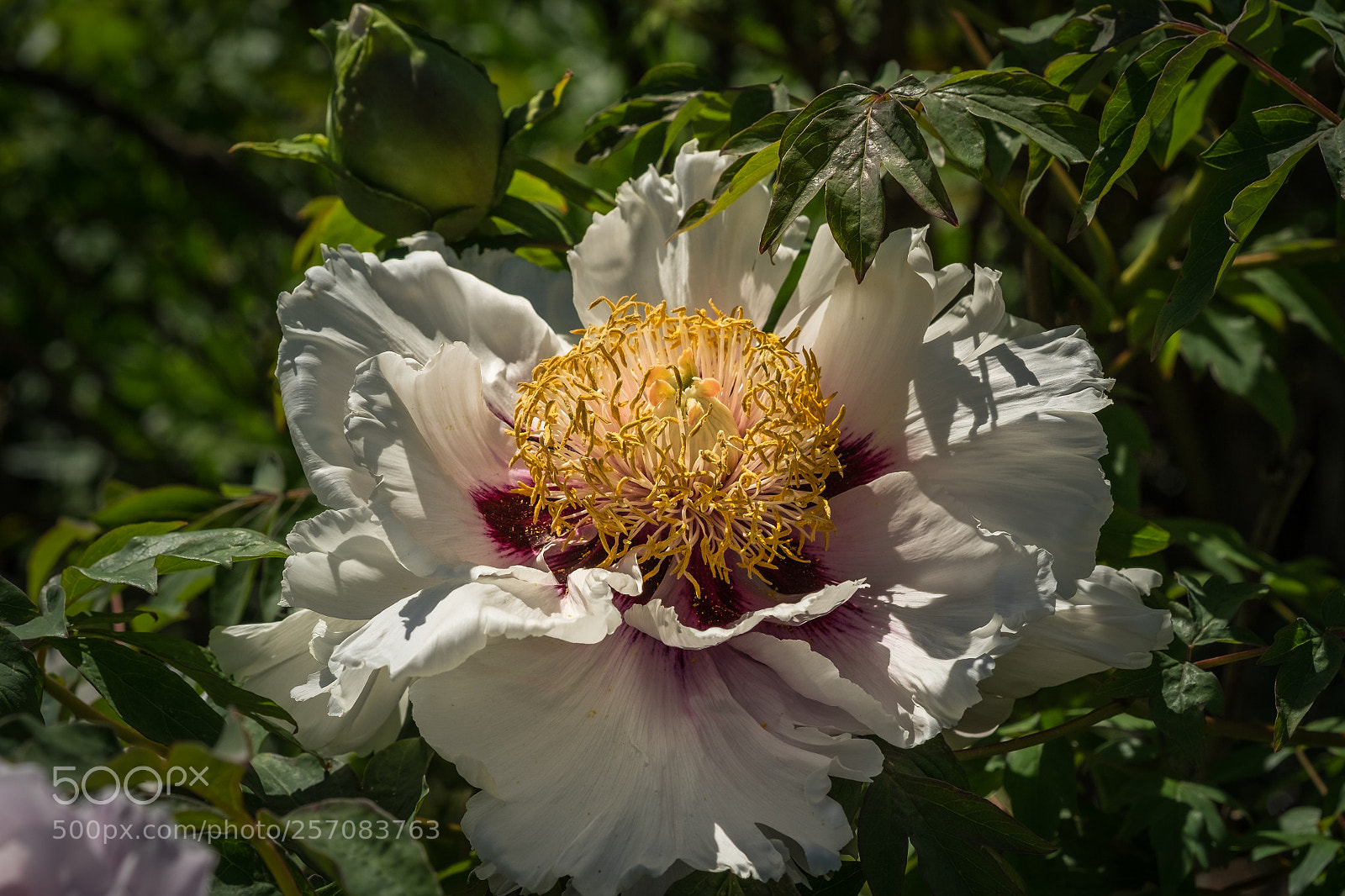 Fujifilm X-T1 sample photo. Strauch pfingstrose paeonia rockii photography