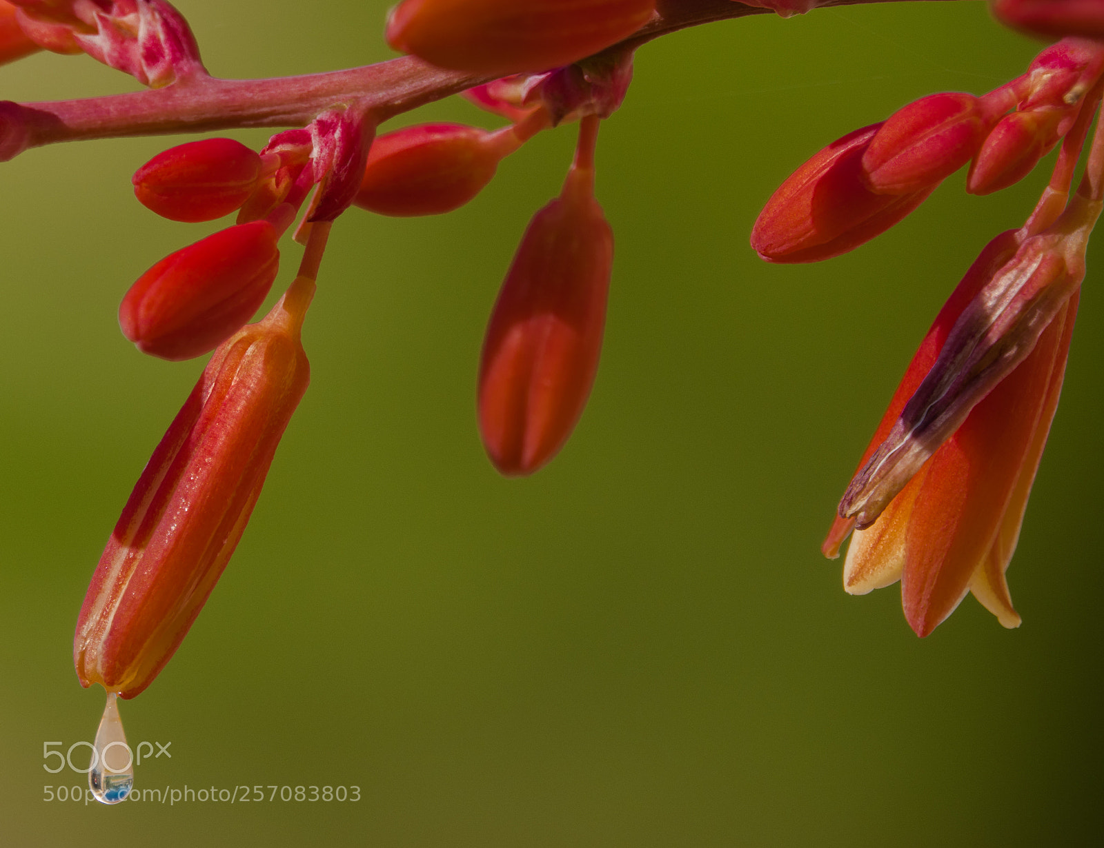 Sony Cyber-shot DSC-RX10 IV sample photo. Teardrop with reflection photography