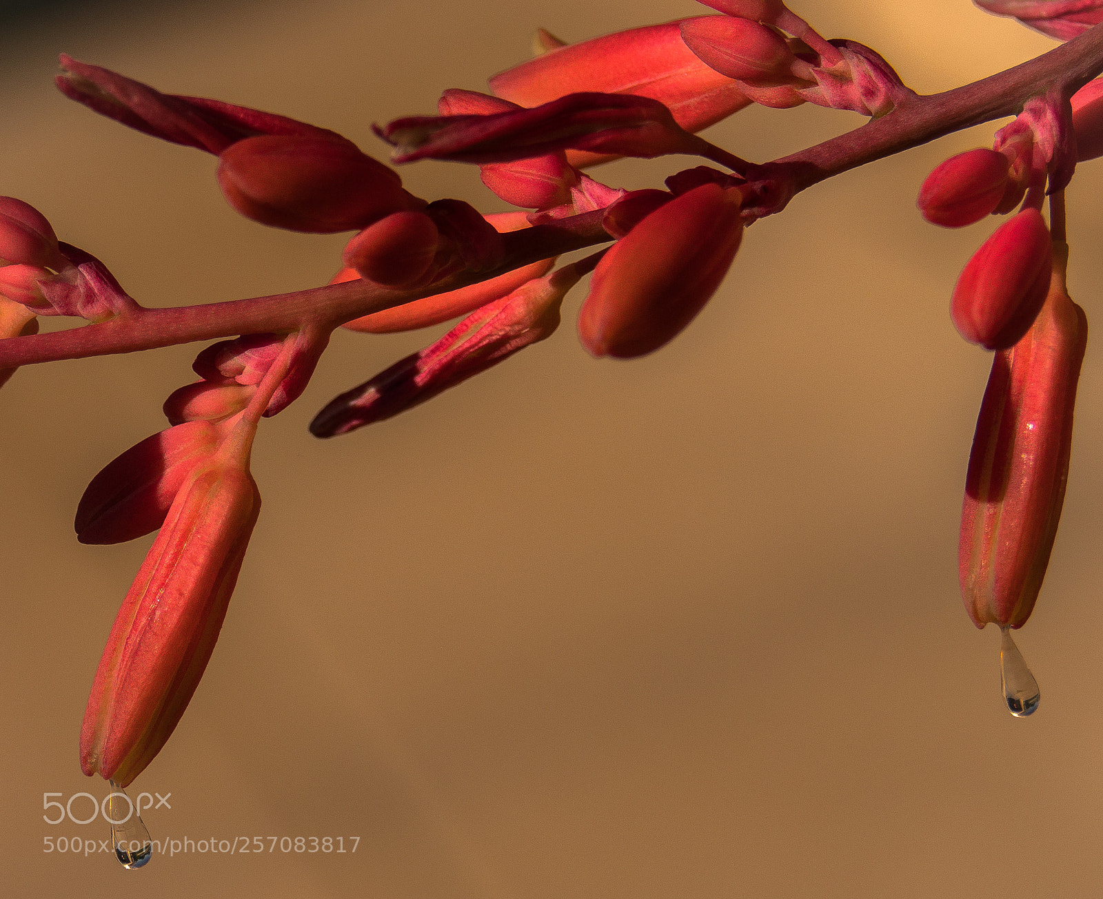 Sony Cyber-shot DSC-RX10 IV sample photo. Teardrop with reflection photography