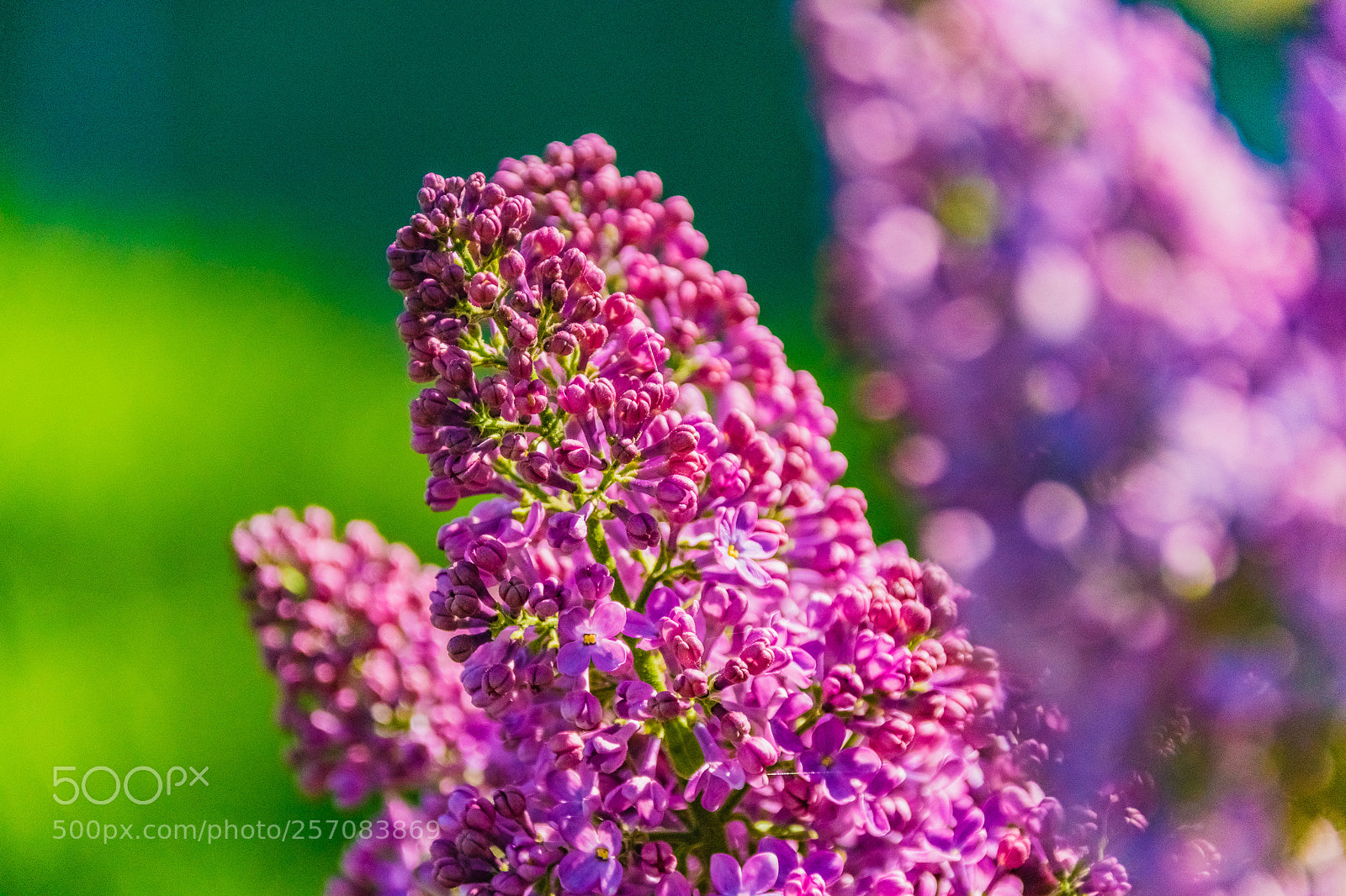 Sony ILCA-77M2 sample photo. Dsc photography