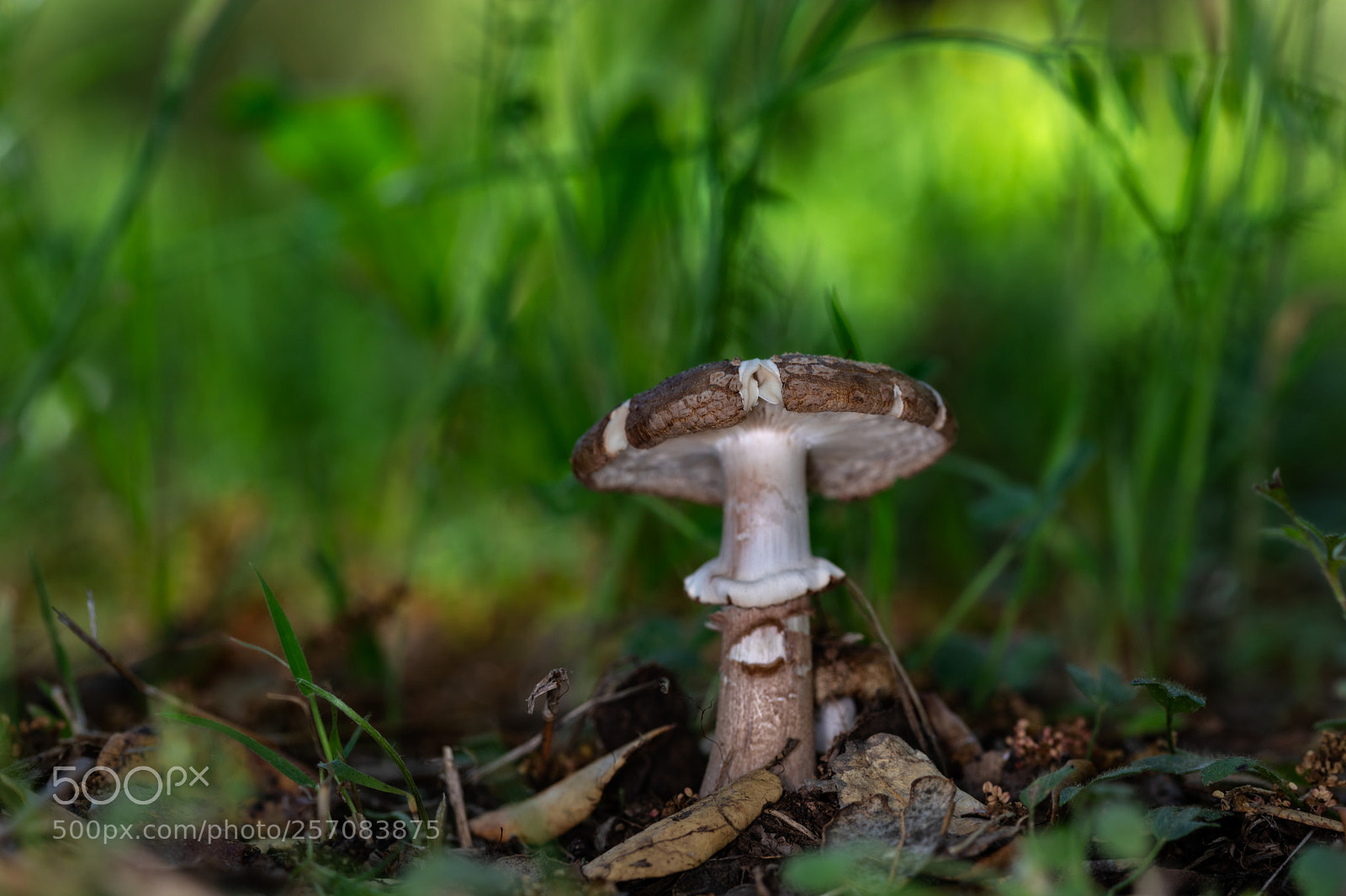 Canon EOS 6D Mark II sample photo. Mushroom  050518-2430 photography