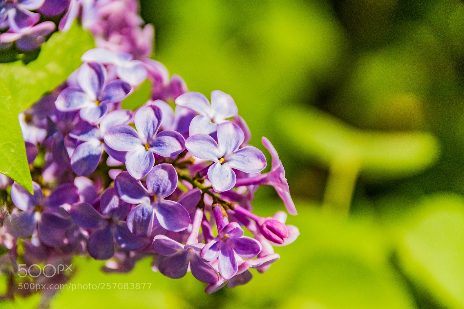 Sony ILCA-77M2 sample photo. Dsc photography