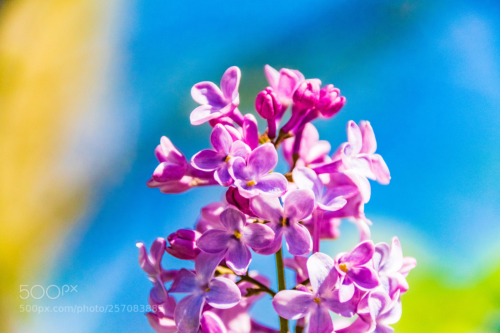 Sony ILCA-77M2 sample photo. Dsc photography