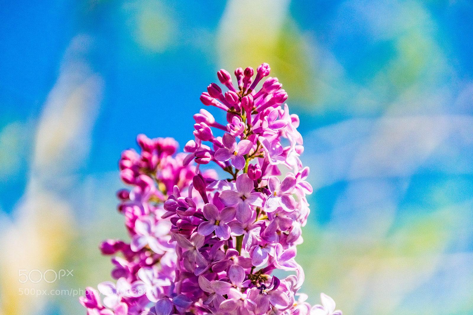 Sony ILCA-77M2 sample photo. Dsc photography