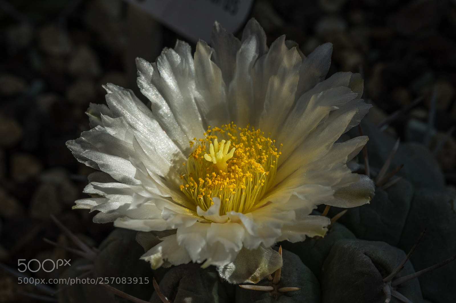 Fujifilm X-T1 sample photo. Thelocactus hexaedrophorus photography