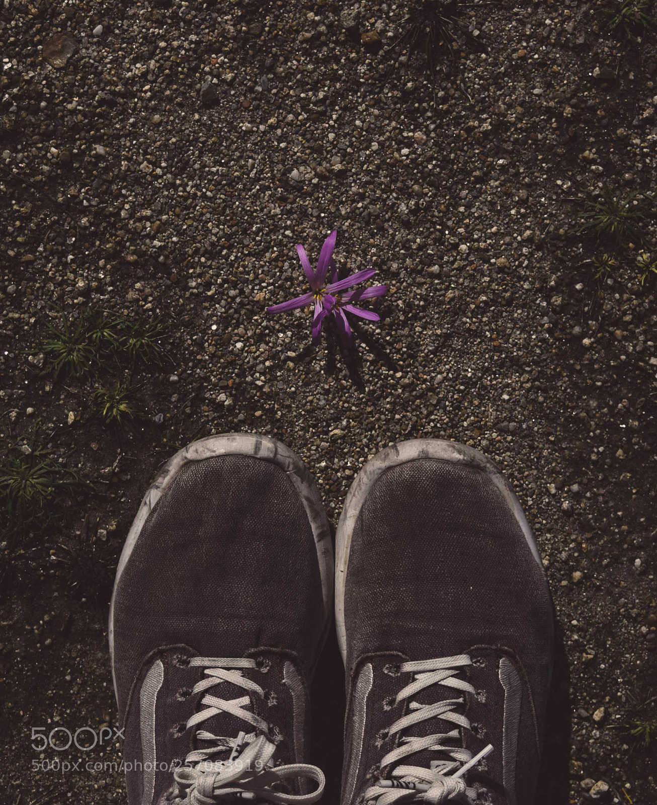 Nikon D5300 sample photo. Flower photography
