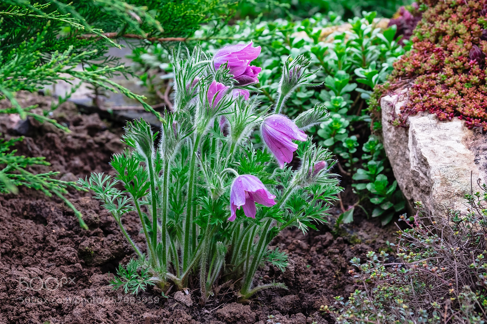 Fujifilm X-T1 sample photo. My flowers) photography