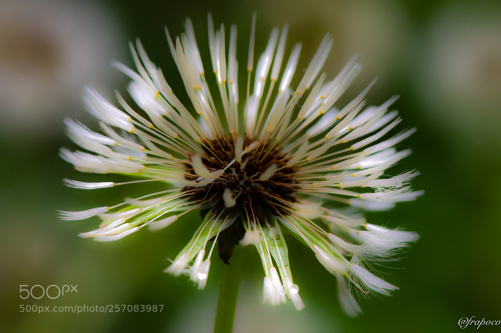 Nikon D7200 sample photo. Dandelion photography