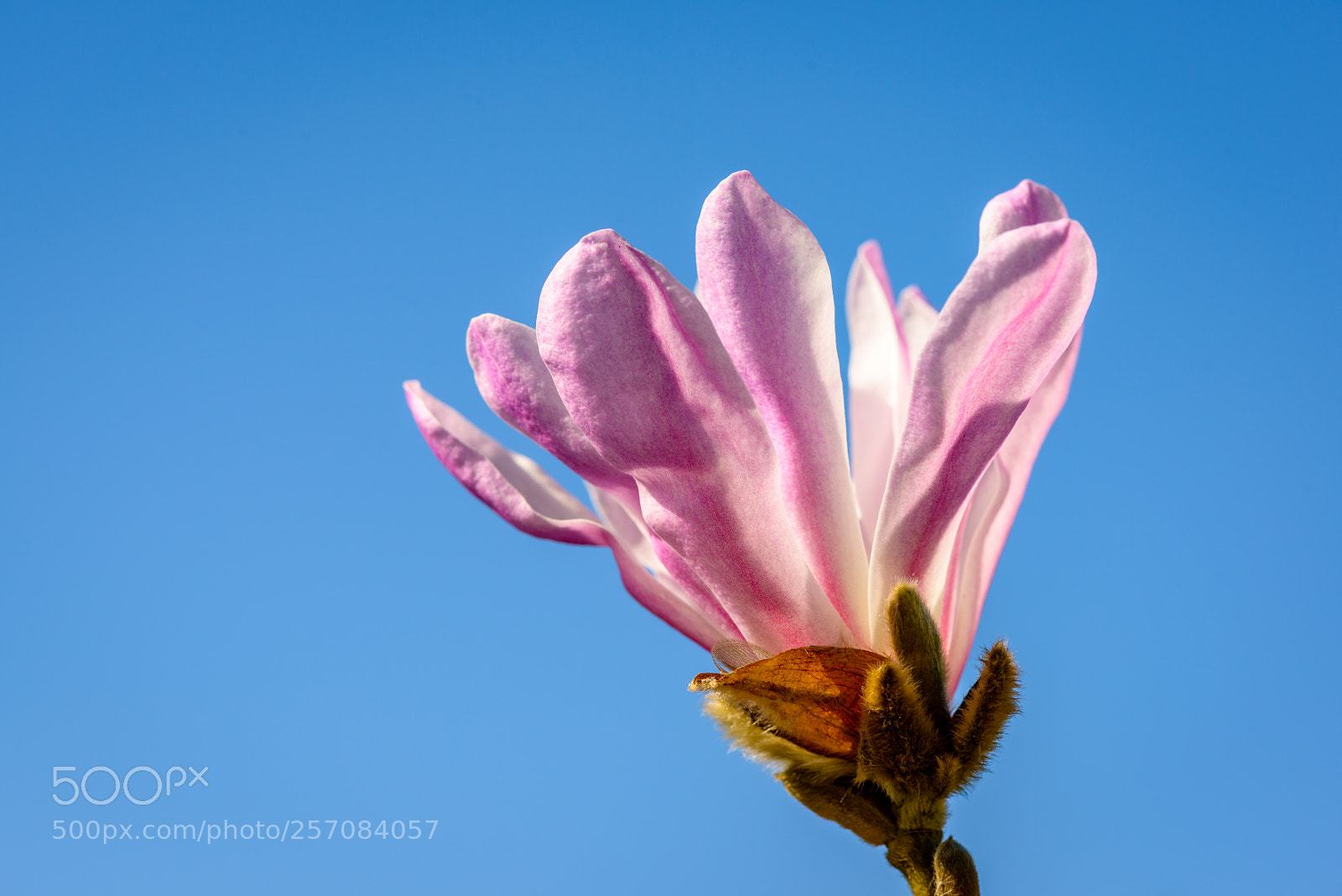 Nikon D800 sample photo. Magnolia photography
