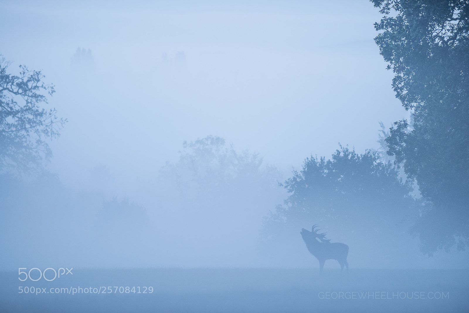 Nikon D800 sample photo. Red deer misty morning photography