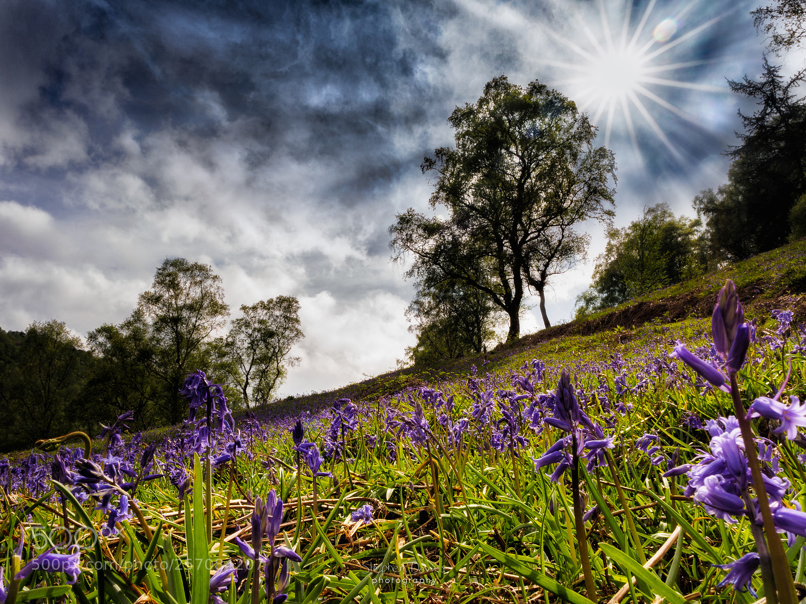 Olympus OM-D E-M10 II sample photo. Bluebells on the mountain photography