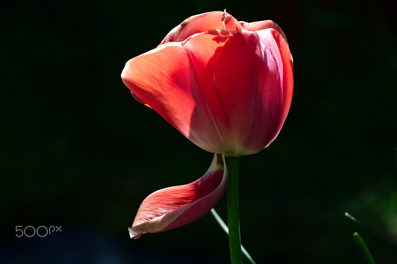 Nikon 1 J1 sample photo. Tulipe rouge photography