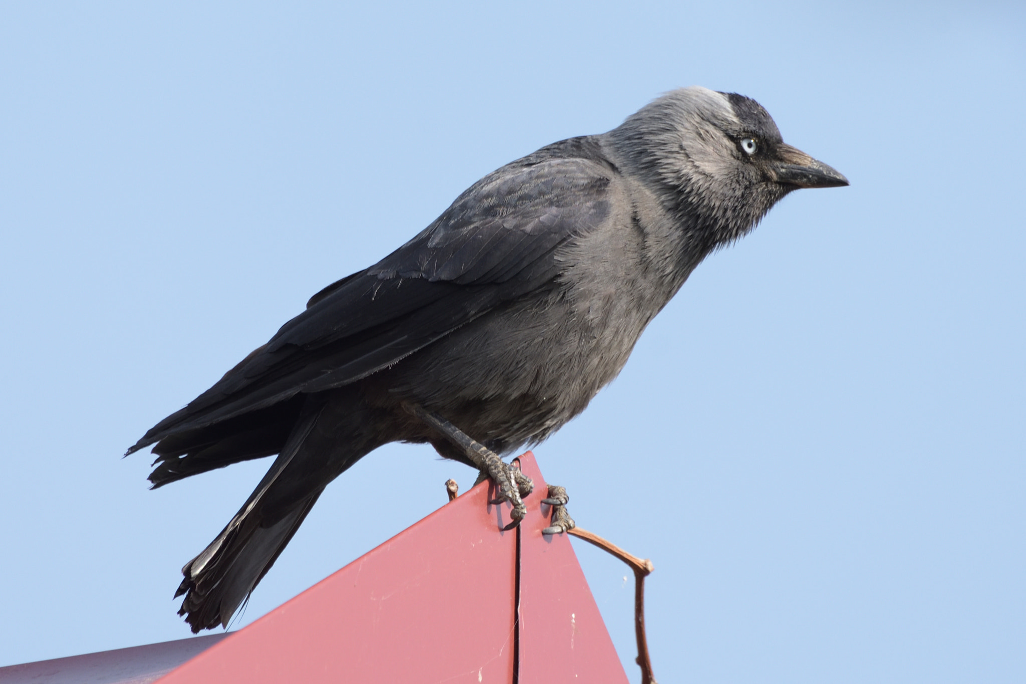 Nikon D750 + Sigma 150-600mm F5-6.3 DG OS HSM | C sample photo. Western jackdaw (coloeus monedula) photography