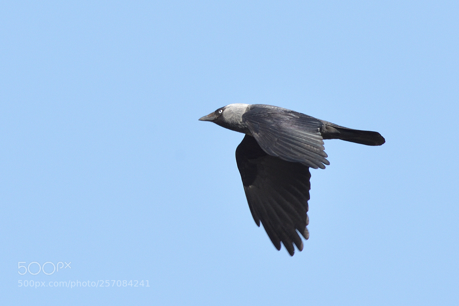 Nikon D750 sample photo. Western jackdaw (coloeus monedula) photography