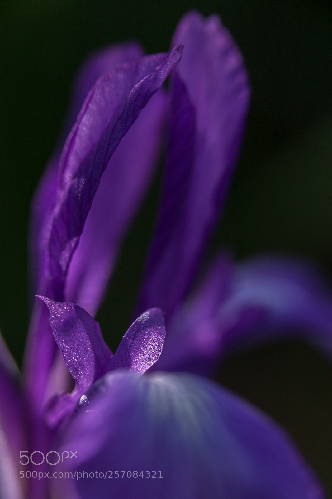 Canon EOS 5D Mark II sample photo. Untitled photography
