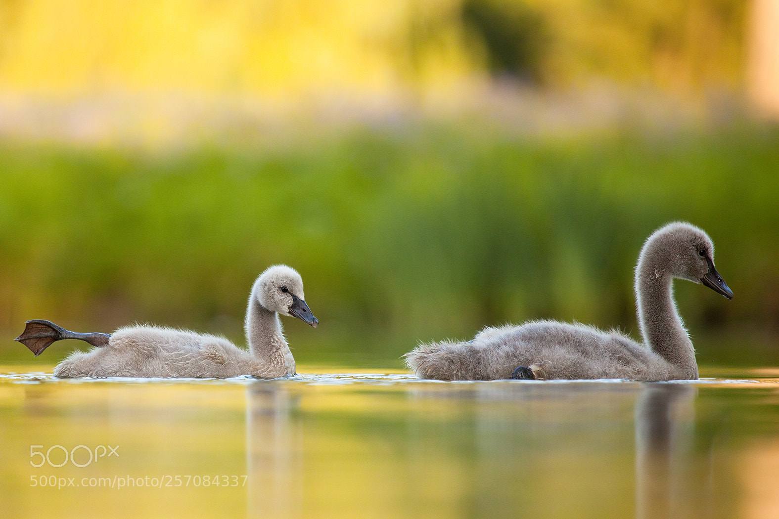 Canon EOS 5D Mark II sample photo. Black swan photography