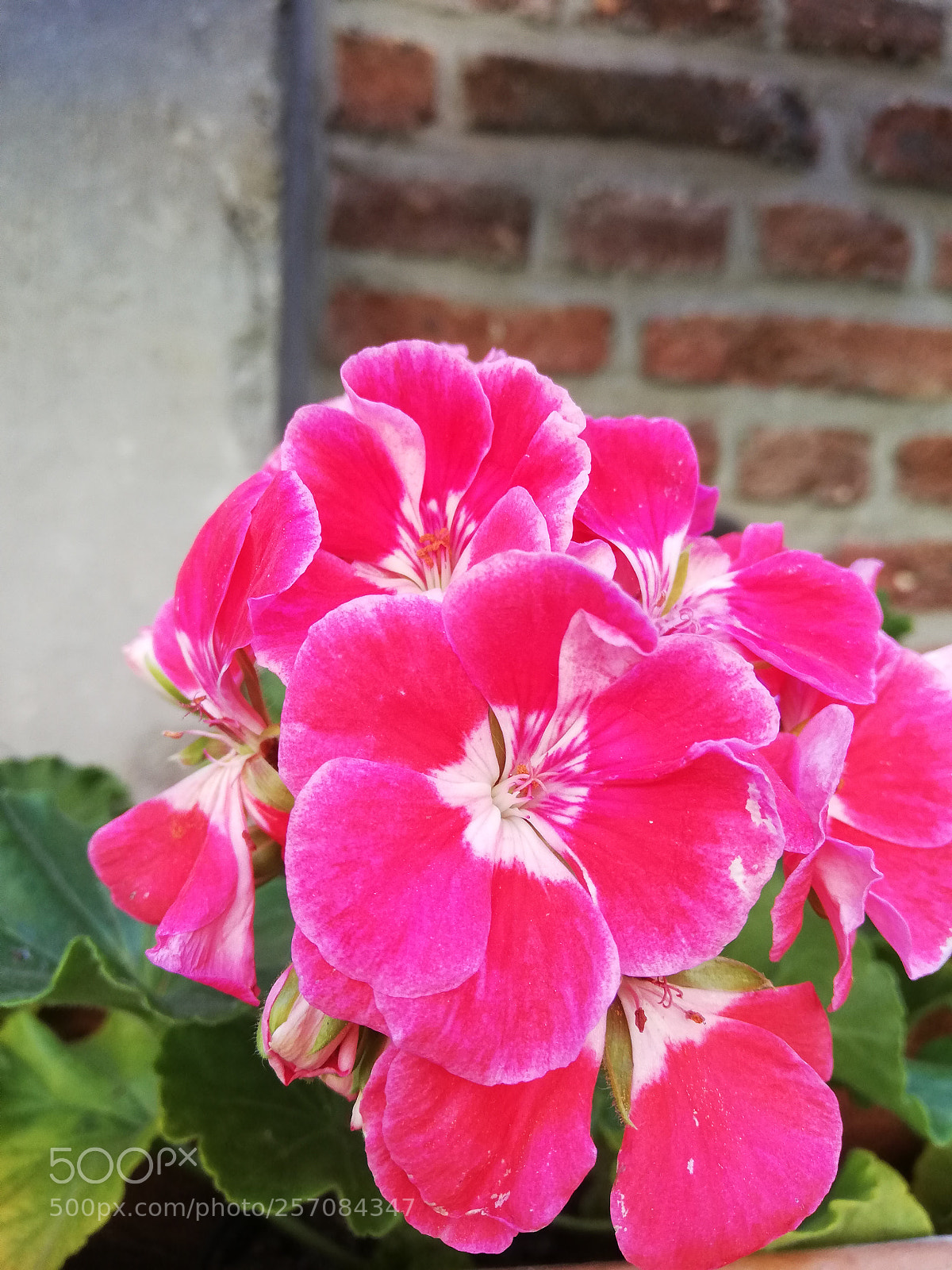 HUAWEI P20 lite sample photo. Untitled photography