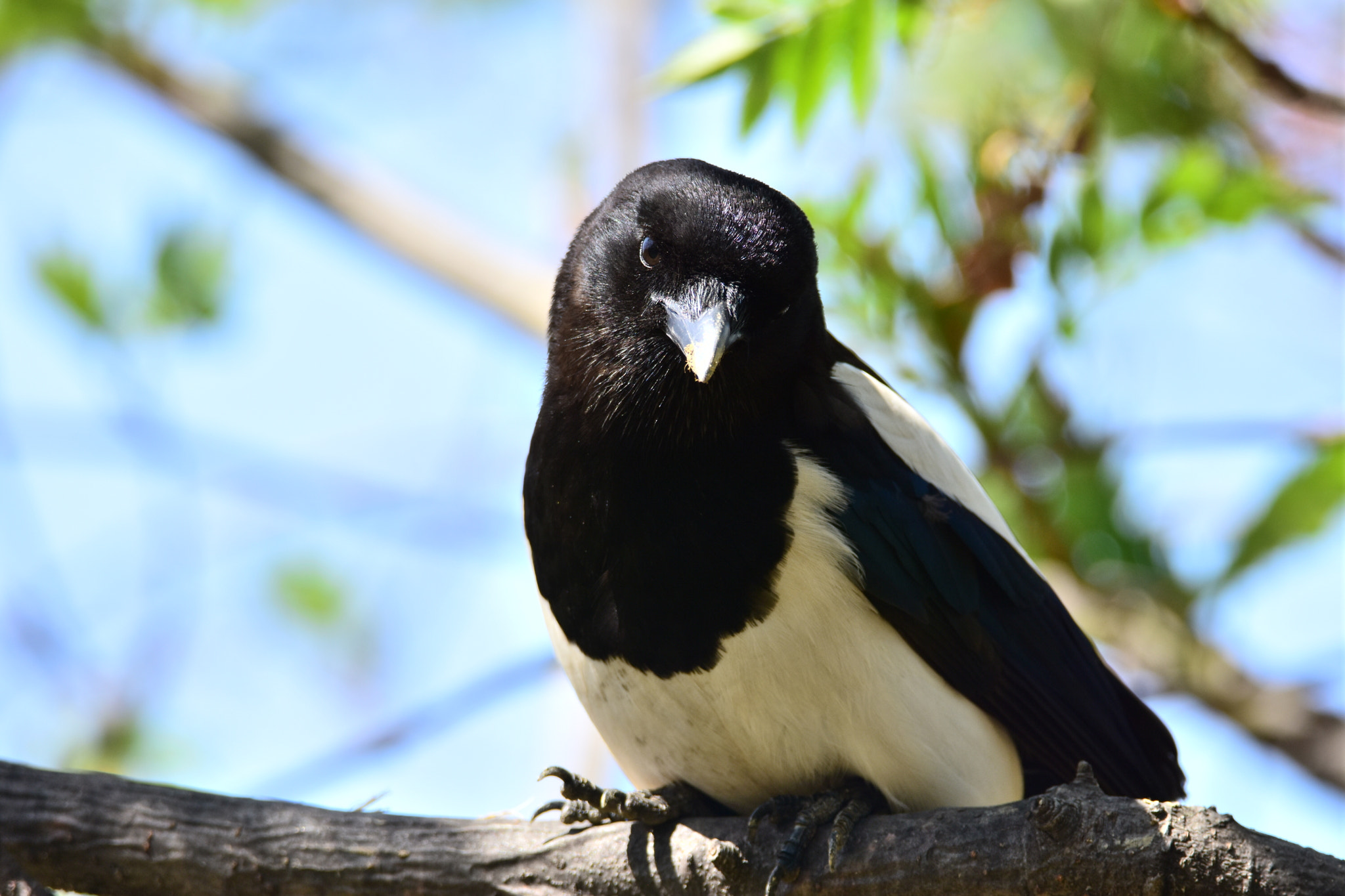 Nikon D7200 sample photo. The beautiful magpie photography