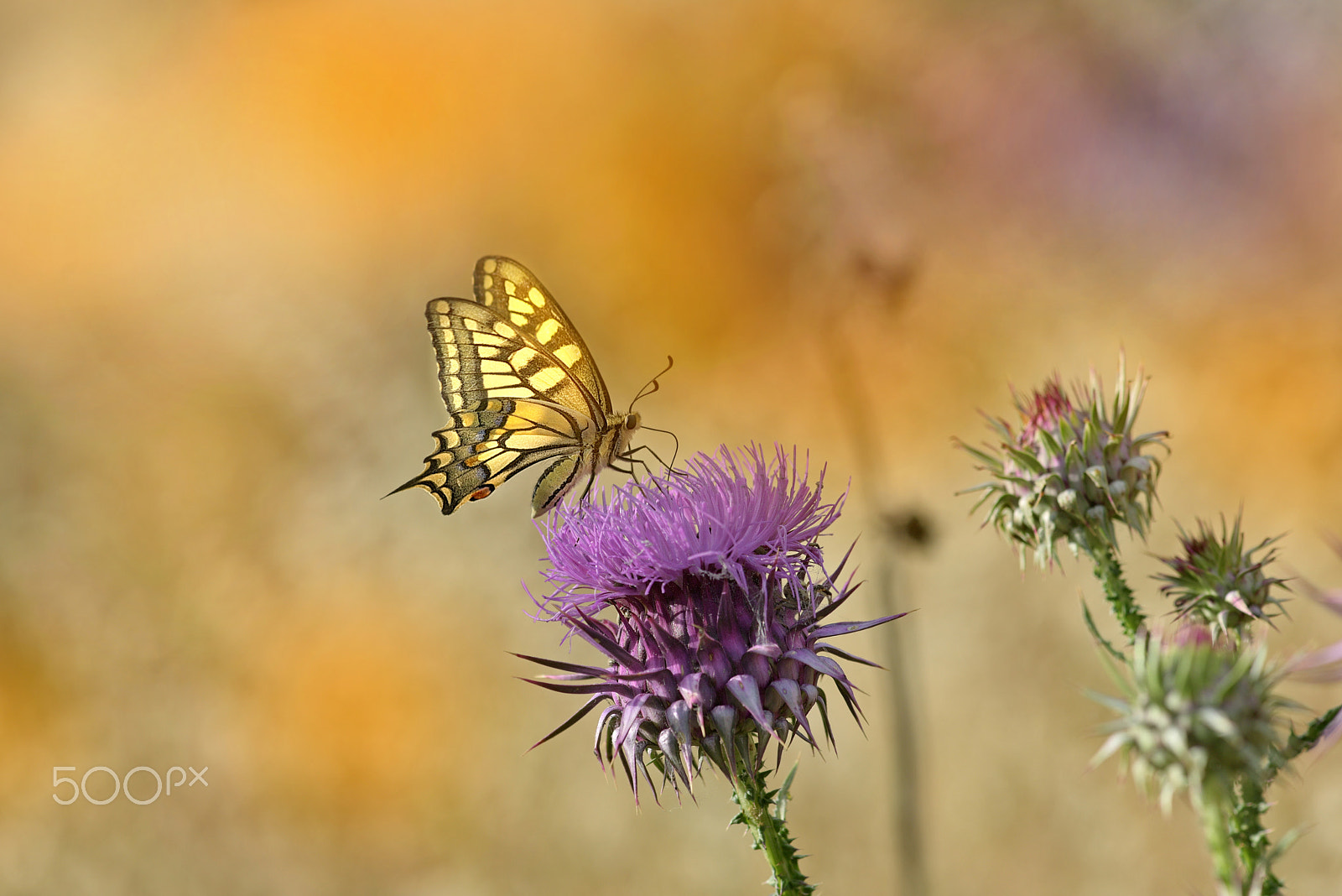 Nikon AF-S Micro-Nikkor 105mm F2.8G IF-ED VR sample photo. Butterfly photography