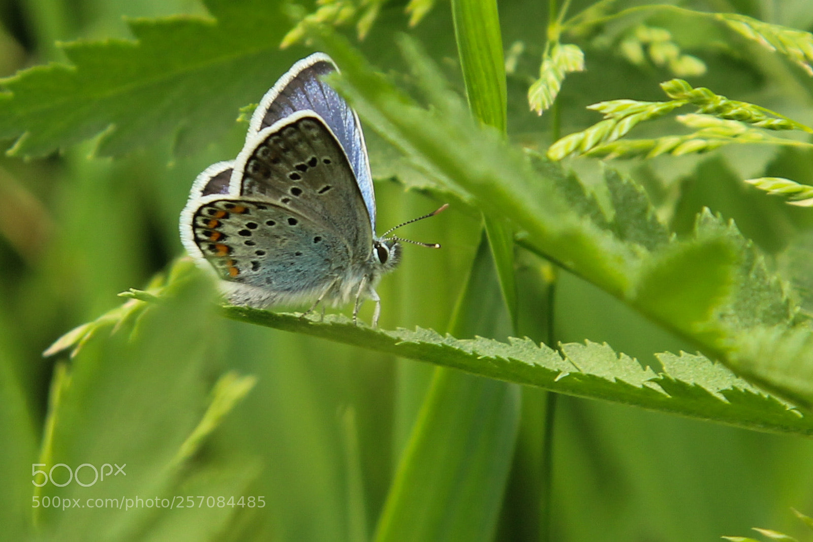 Canon EOS 1200D (EOS Rebel T5 / EOS Kiss X70 / EOS Hi) sample photo. Short-tailed blue butterfly photography