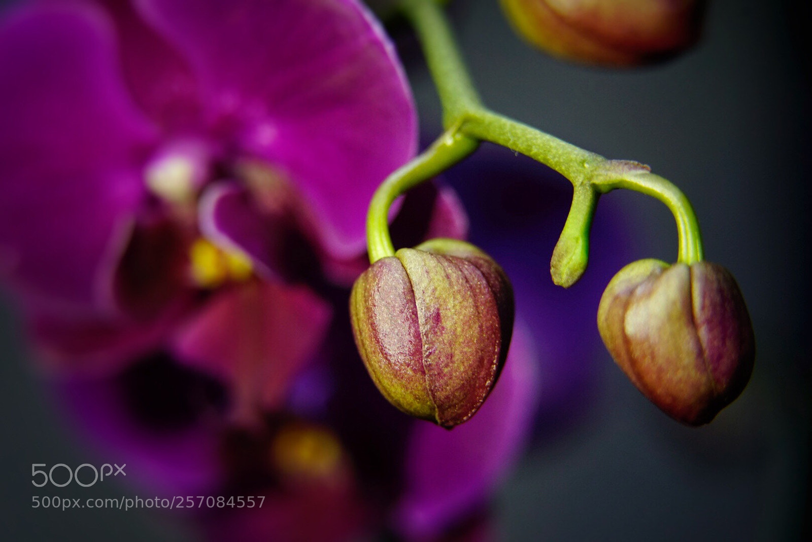 Sony a7 II sample photo. Flower 
 photography