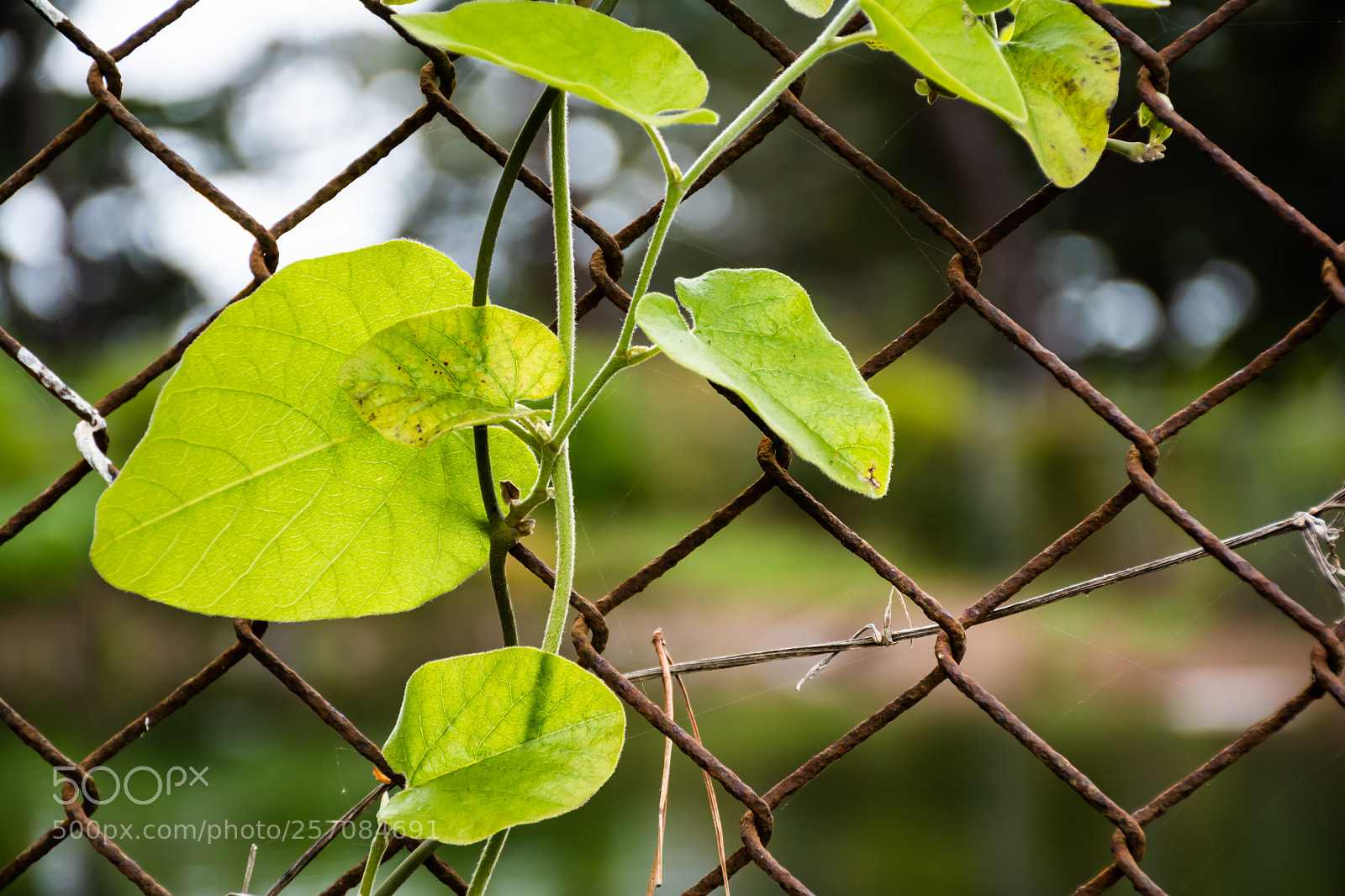 Nikon D5600 sample photo. Plant photography