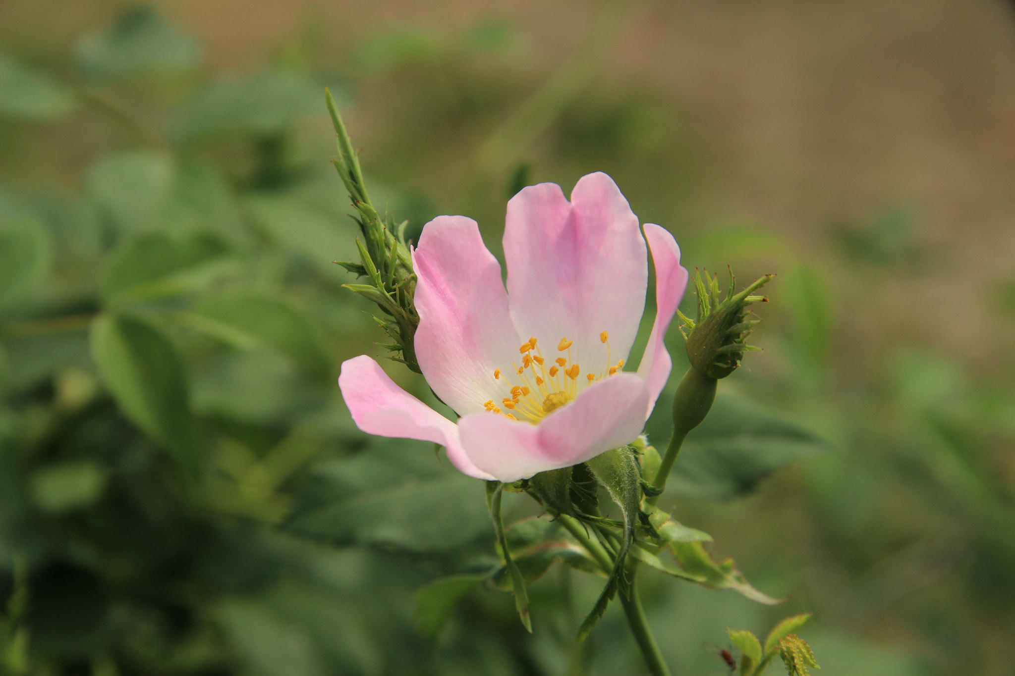 Canon EOS 1200D (EOS Rebel T5 / EOS Kiss X70 / EOS Hi) + Canon EF-S 17-85mm F4-5.6 IS USM sample photo. Wild rose flower photography