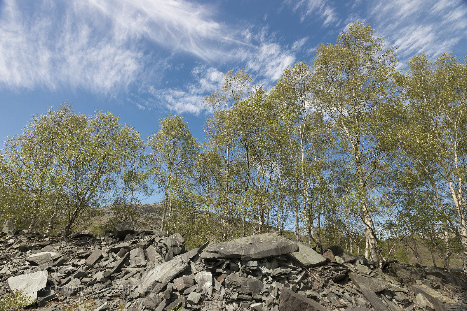 Canon EOS 6D Mark II sample photo. Birches in hodge close photography