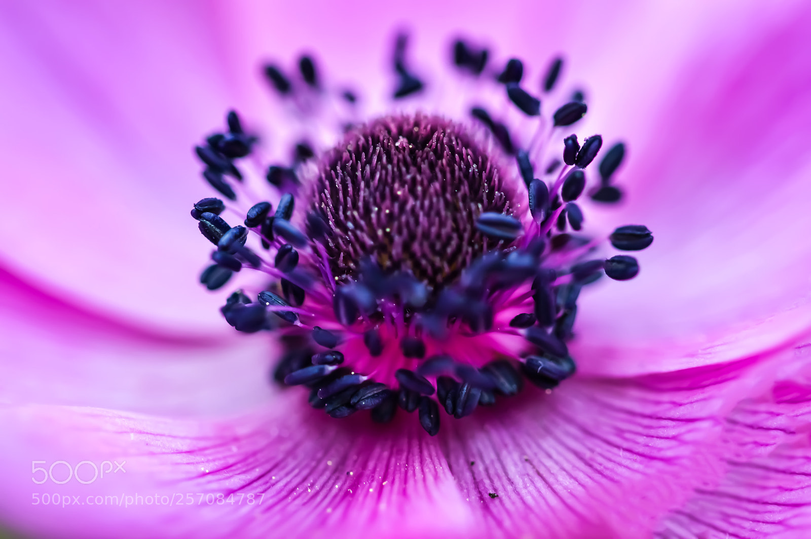 Nikon D3200 sample photo. Wild flower photography